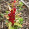 And one pretty, tiny, berry bush