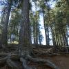 Erosion on the hillside despite the help of trees