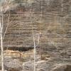 Barry rapping down one of the long walls in Muir Vally, and getting stuck in a tree (3/04)