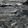 Poudre River abstract - that's a lot of water