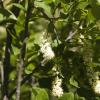 These flowering bushes filled the canyon with their lovely aroma