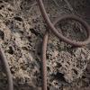 Dylan's rope on the brown basalt 