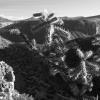 Cholla and Canyons in the New Mexico evening