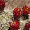 Blooming Cacti