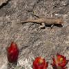 Lizard!