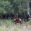 We saw a young buck elk in the woods on our hike out