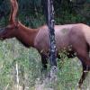 Watching Elk in the forest
