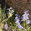 Pretty blue wildflowers in the morning sun