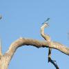 A blue bird