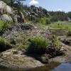 A GIANT beaver hill and a big muddy swamp
