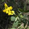 Snapdragons in bloom on the forest floor