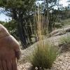 The secrete fire-starting grasses of greater Vedauwoo