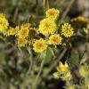 Yellow flowers