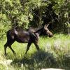 Oh crap, moose!