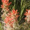 Indian paintbrush in bloom