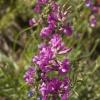 Purple flowers scattered all over