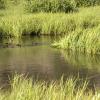 Beever ponds