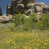 Wildflowers below the Nautalis 