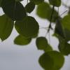 Aspen leaves shimmer as storms blow in