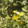 Summer flowers in Wyoming