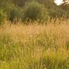 Sitting in the high plains grasses