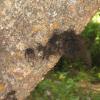 Black fur caught on the side of a big boulder - bear evidence?