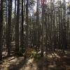 Sun through the wet lodgepole pines