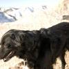 Liv in the sun and the mountains - a happy dog!