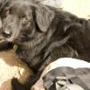 Liv is a good crag dog!