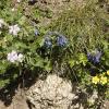 Wild flowers carpet the mountainside
