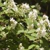 These flower bushes were attracting all kinds of bees