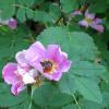 This little bee was digging these flowers