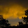 Orange, firey clouds in the trees
