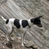 Izzy is a good crag dog