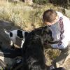 Giving the dogs water on the hike out