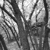 Oak trees 