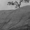 An old juniper sits atop the formation