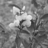 Yellow pea flowers