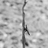 New Mexico barbed wire