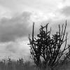 Dark clouds and cholla cactus