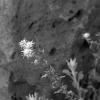 Desert flowers