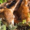 A fawn right next to the trail!