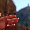Butterflies and Granite spires