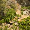 A big patch of poison ivy along the trail