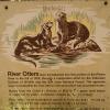 River otters in the area - beware!