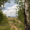 Mountains, aspens and trail