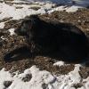 Liv finds a sunny and not snowy place to hang out