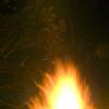 Campfire and pinetrees at night