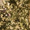 Juniper berries