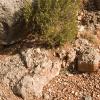Desert rock, green bushes, red sand